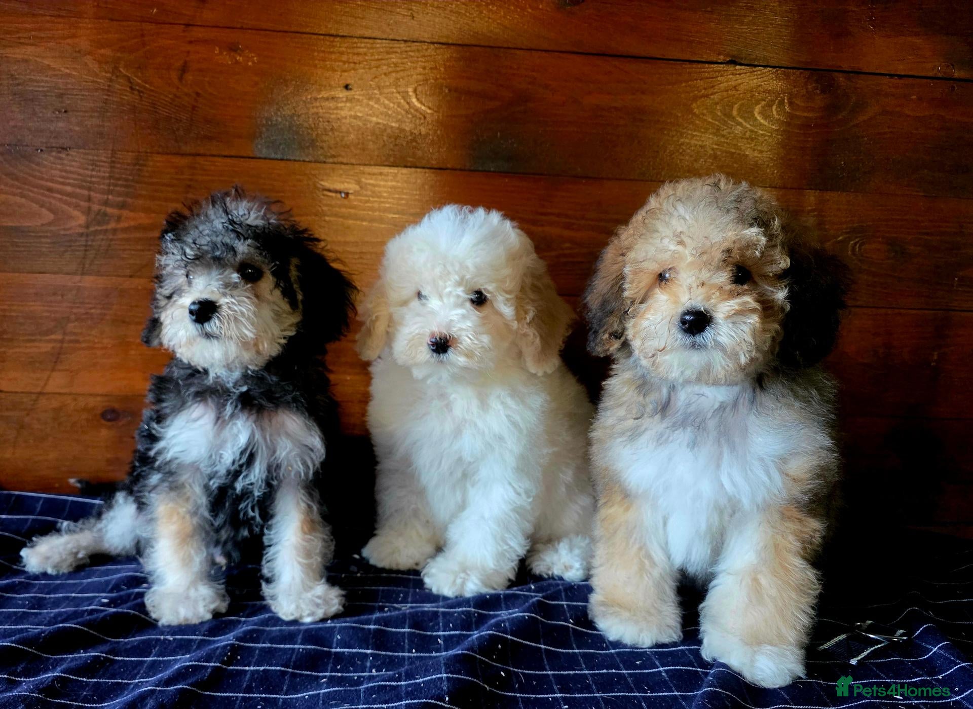 Jackapoo dogs for sale: Beautiful Jackapoo puppies boys and girls - Advert 1