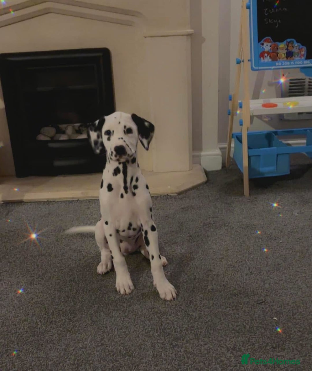 Dalmatian dogs for sale: Sad sale  - Image 4