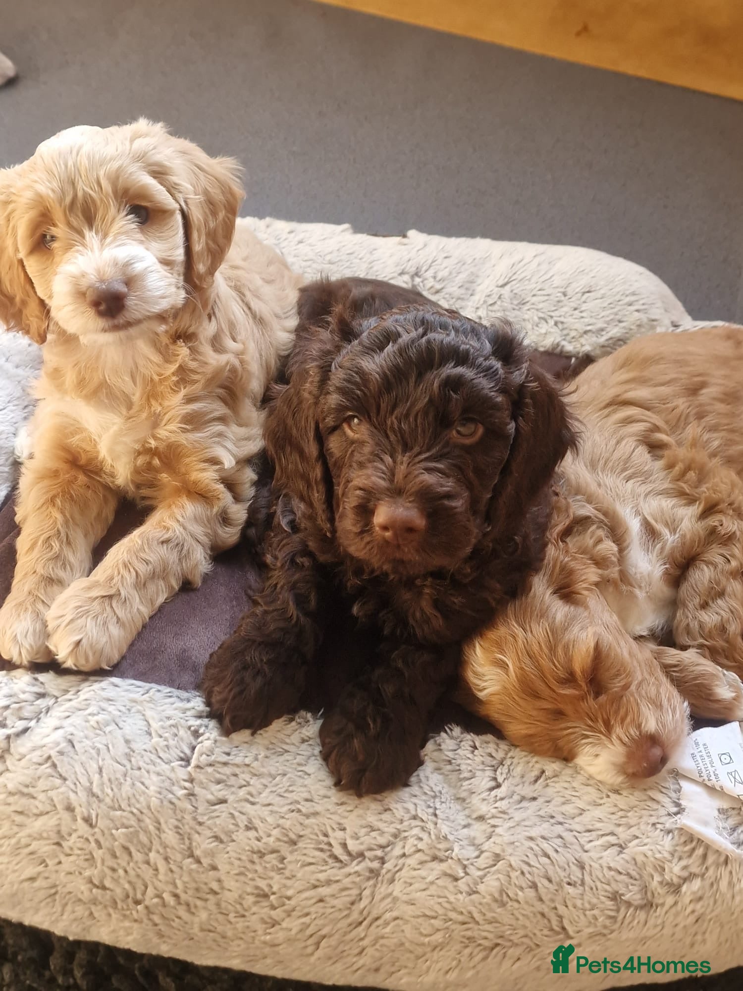 Cockapoo dogs Ready this weekend ⭐️ last two boys ⭐️ - Advert 13