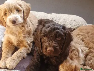 Cockapoo dogs Ready this weekend ⭐️ last two boys ⭐️ - Advert 13