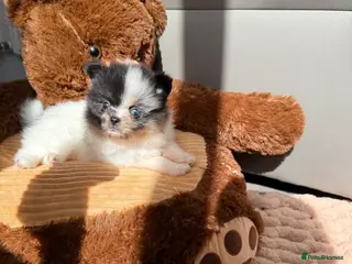 Pomeranian dogs Unique Parti tan Merle blue eye 💎🐼 - Advert 3