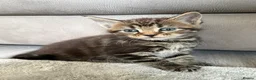 Maine Coon cats for sale: Beautiful 100% Maine coin kittens - Advert 13