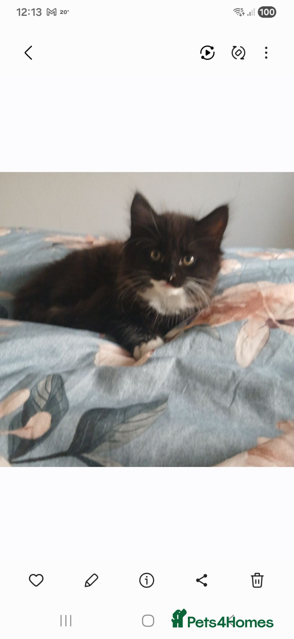 Mixed Breed cats 2 male domestic long hair tuxedo cats - Advert 5