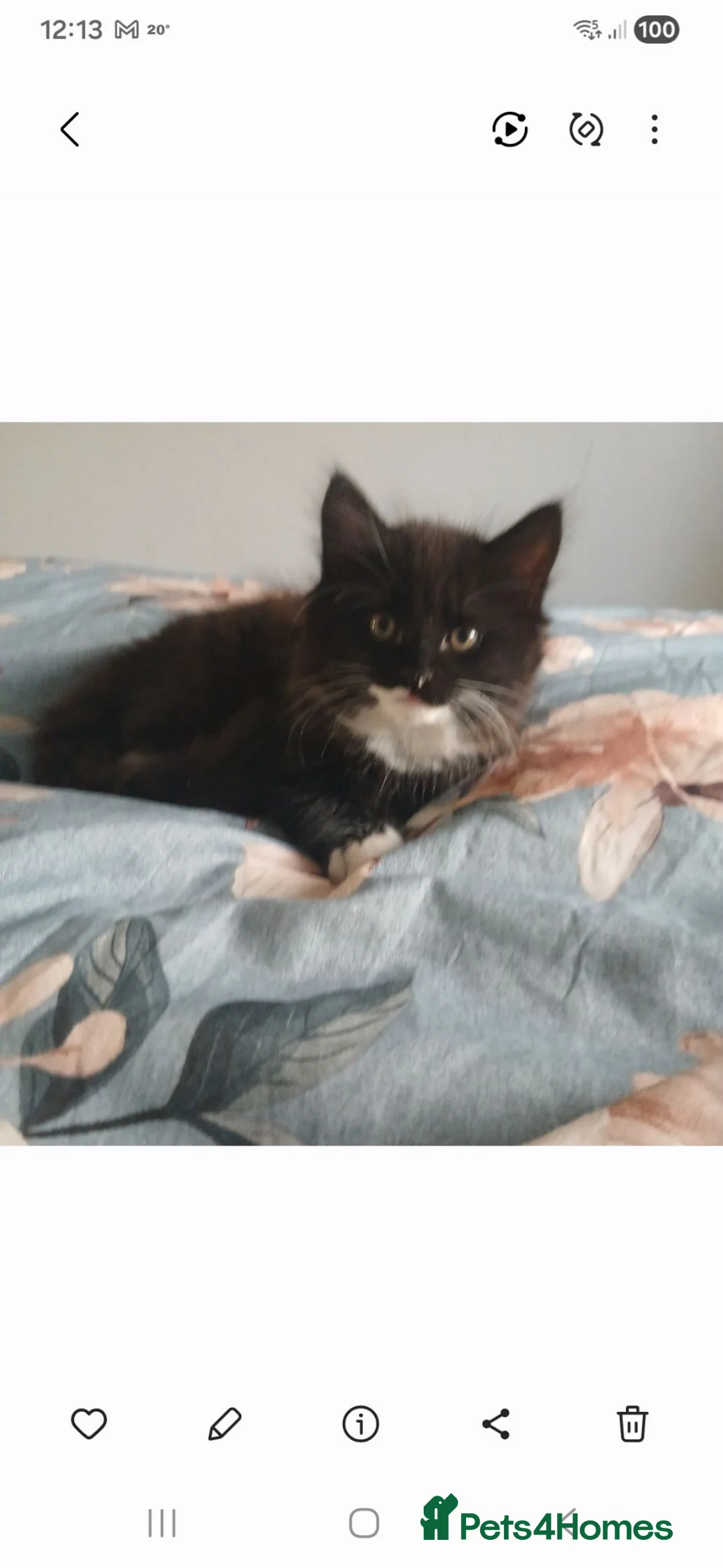 Mixed Breed cats for sale: 2 male domestic long hair tuxedo cats in Liverpool - Advert 1