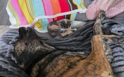 Mixed Breed cats for sale: Cali girl looking for home - Image 7