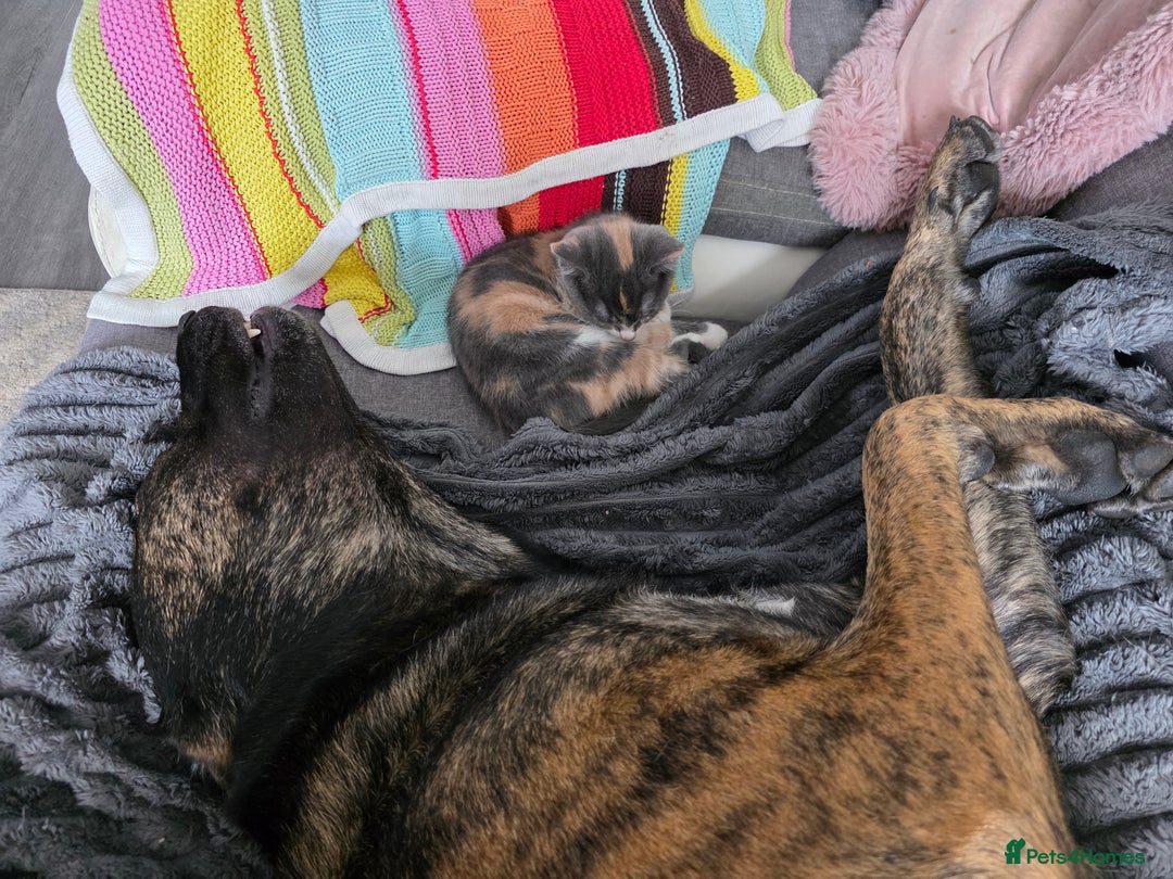 Mixed Breed cats for sale: Cali girl looking for home - Image 7