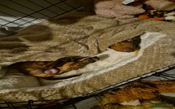 Miniature Dachshund dogs for stud: STUD available  - Image 9