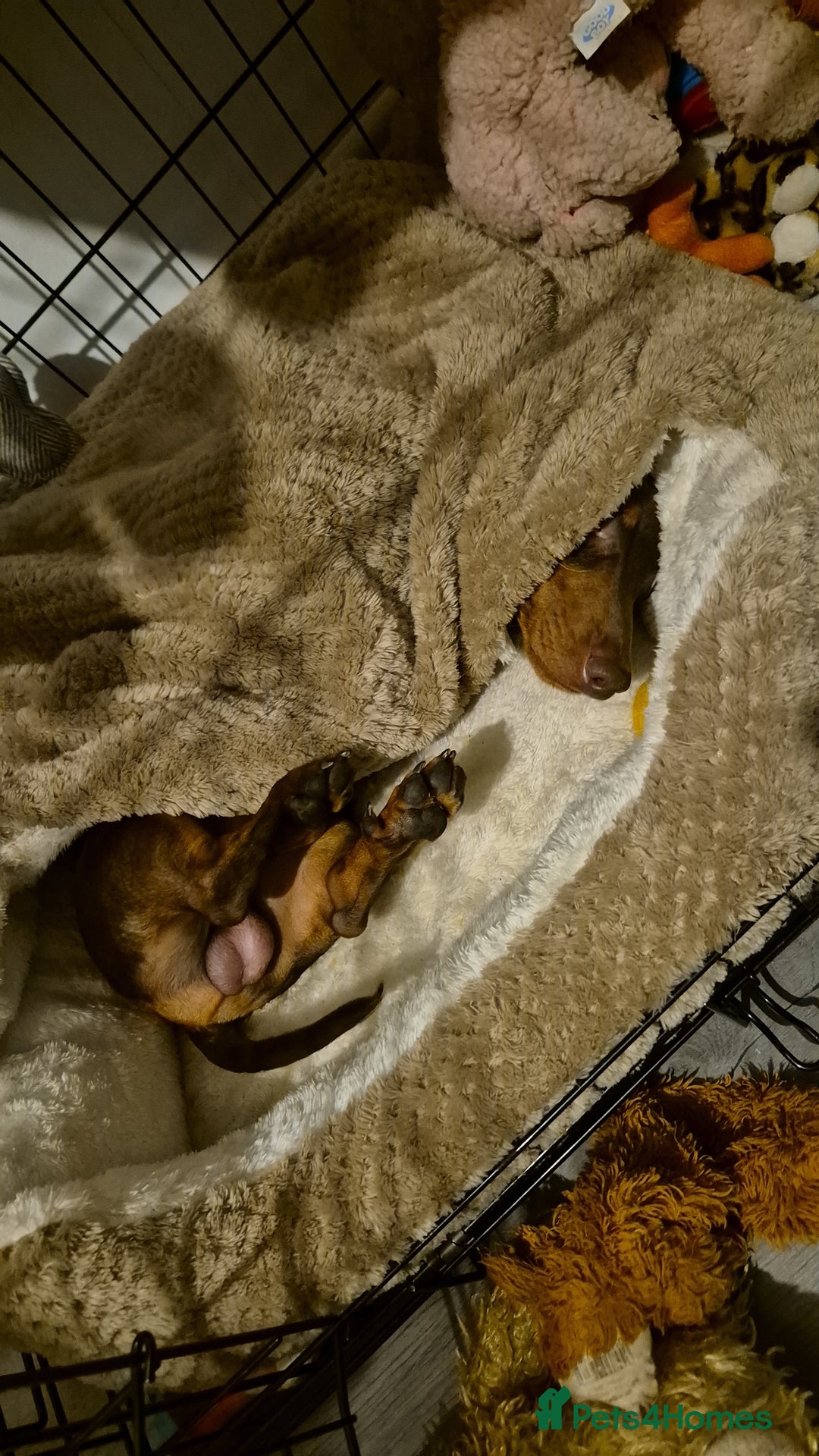 Miniature Dachshund dogs for stud: STUD available  - Image 9