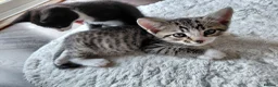 Mixed Breed cats for sale: Mix breed kittens. Mum is snow bengal  - Advert 8