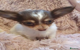 Chihuahua dogs for sale: Tri coloured longcoat apple head - Image 15