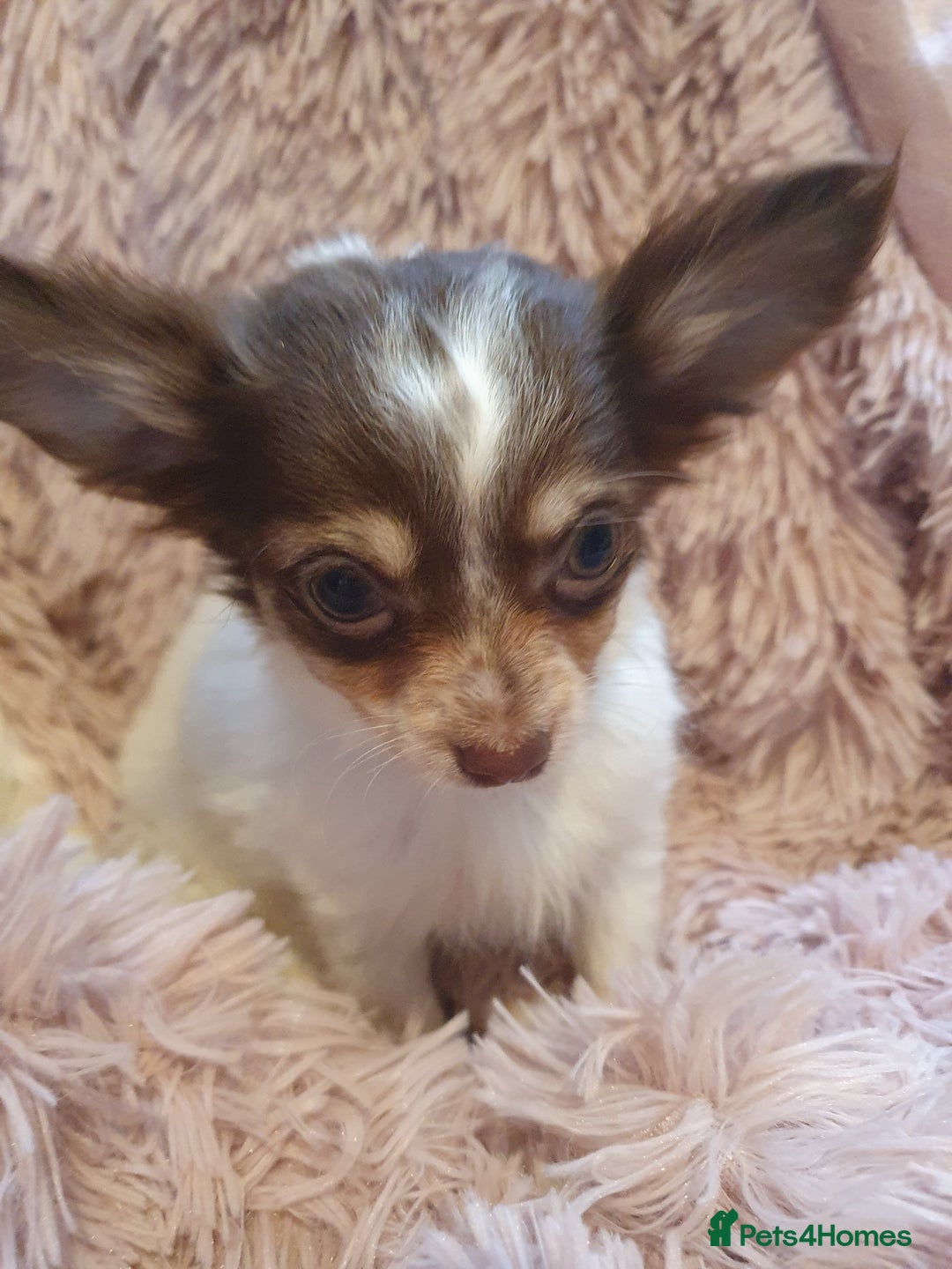 Chihuahua dogs for sale: Tri coloured longcoat apple head - Image 15