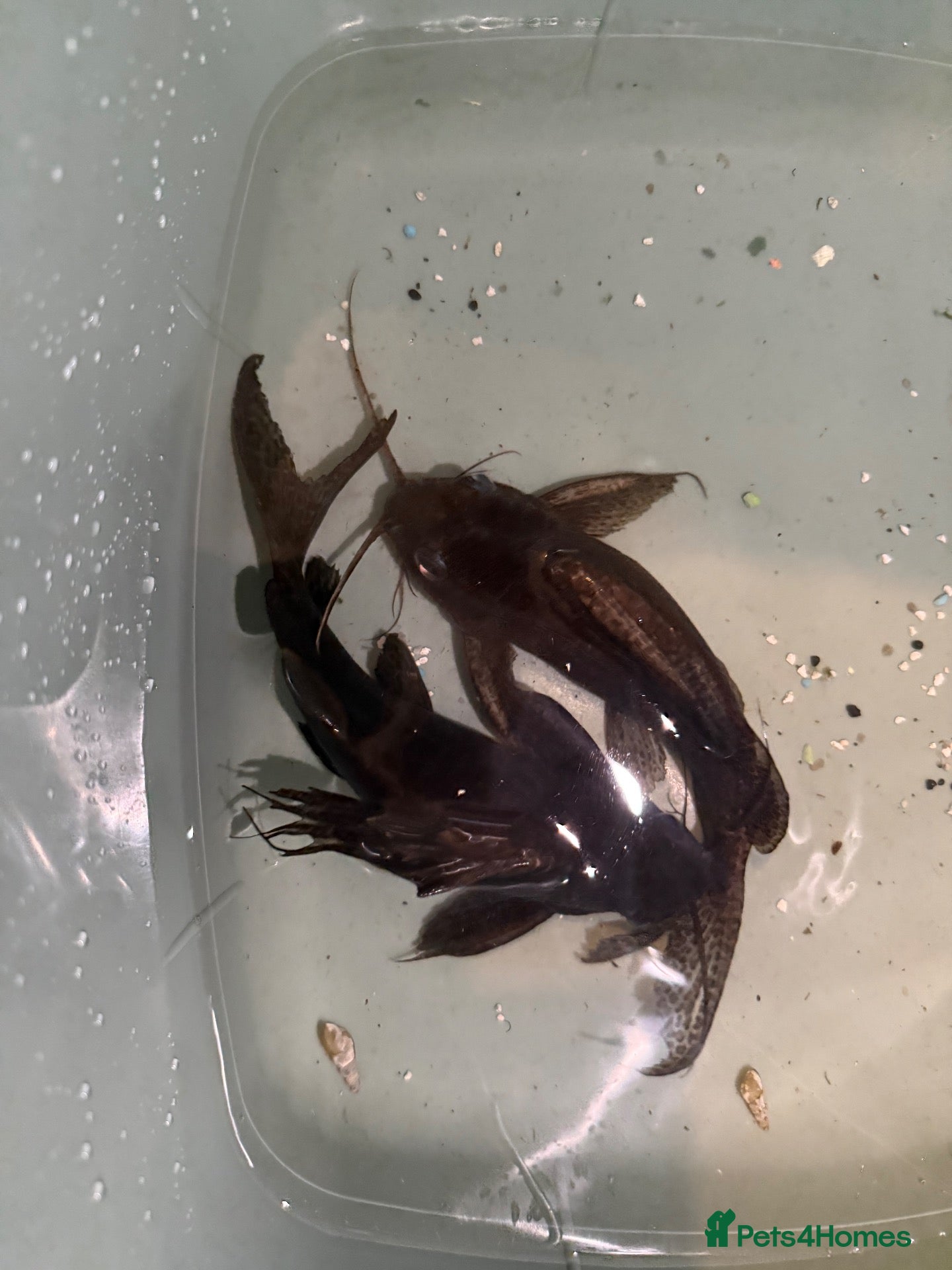 Catfish fish  Featherfin Squeaker catfish (Synodontis eupterus  - Advert 4