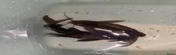 Catfish fish for sale:  Featherfin Squeaker catfish (Synodontis eupterus  - Advert 1