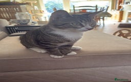 Mixed Breed cats for sale: 2 little sisters  - Image 3