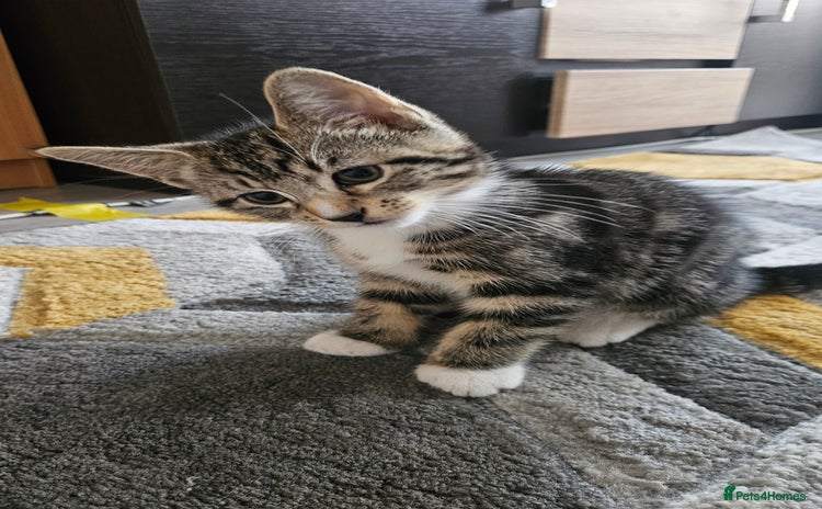 Mixed Breed cats - Advert 1