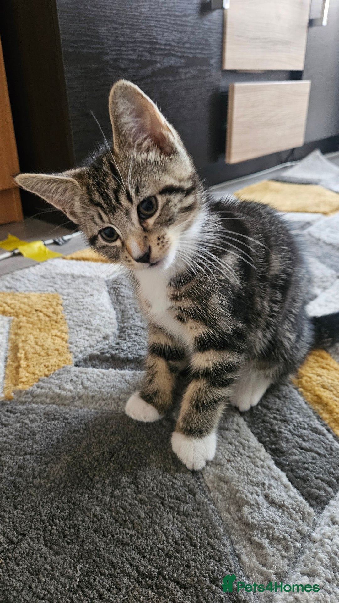 Mixed Breed cats for sale: striped boy - Image 1