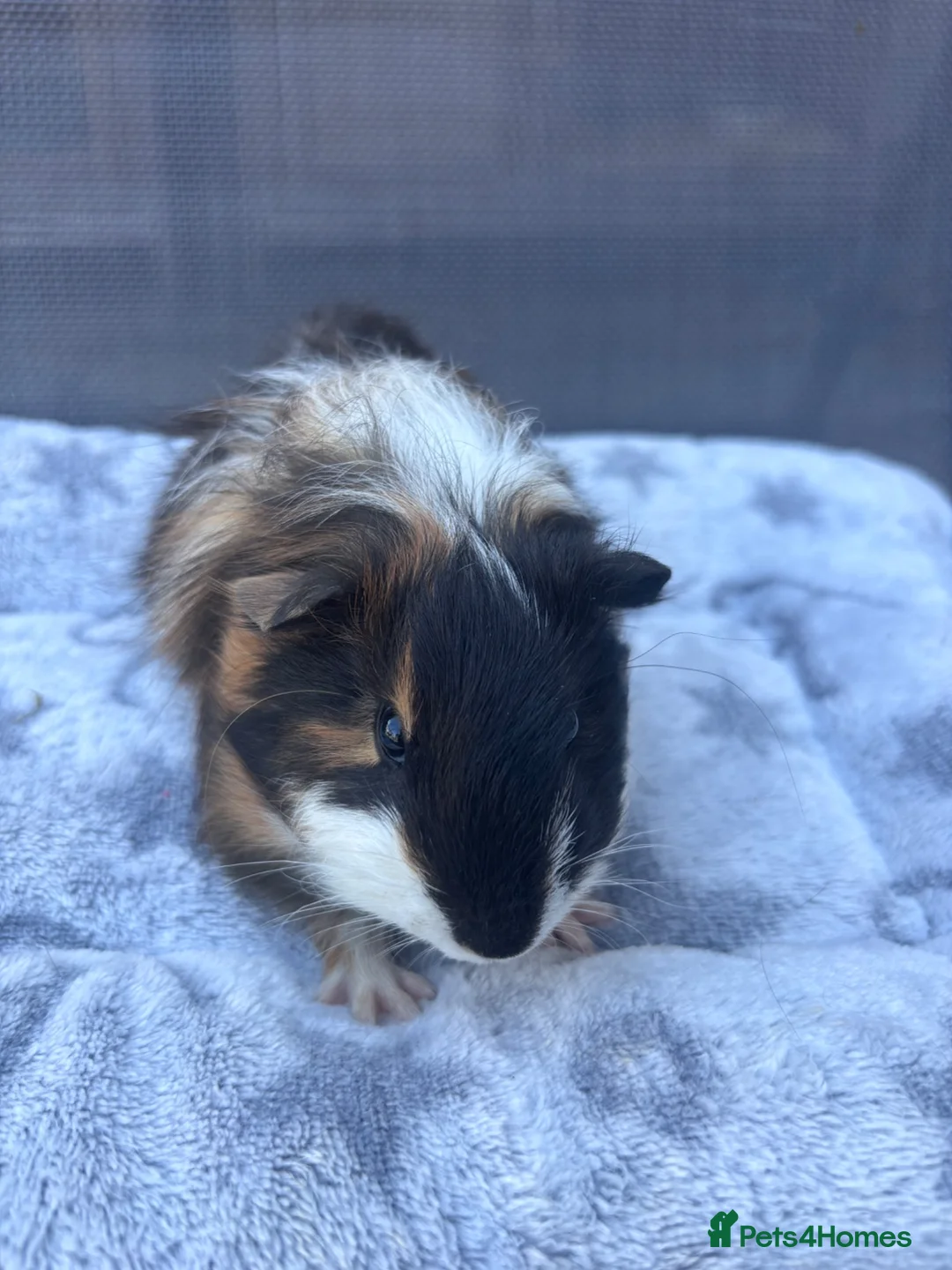 Guinea Pig rodents for sale: One Male Guinea pig 💙 - Advert 4