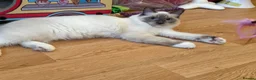 Ragdoll cats for sale: GCCF Registered Ragdoll  - Advert 7