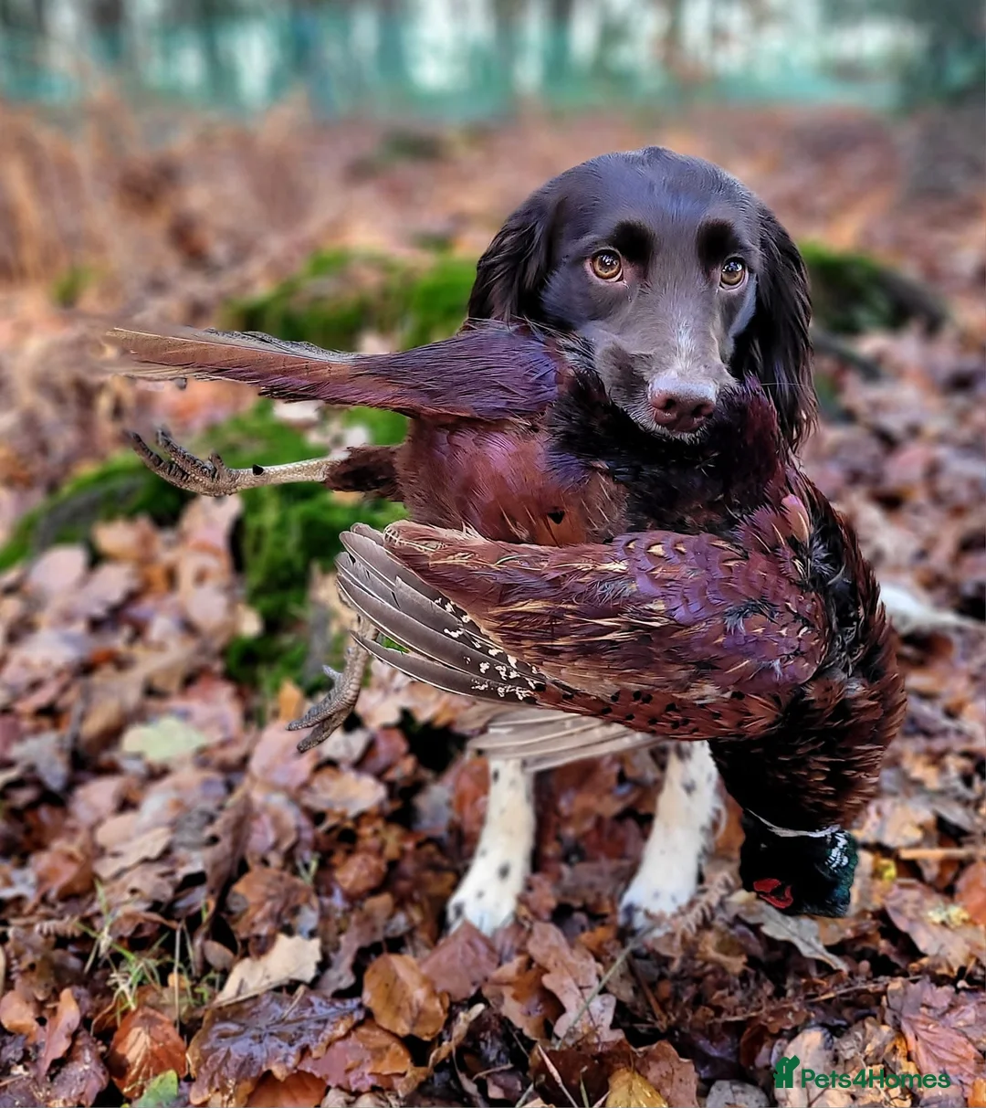 English Springer Spaniel dogs for stud: At Stud - FTW Springer Spaniel  in Warminster - Advert 9