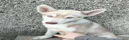 Siberian Husky dogs for sale: Beautiful Siberian husky all boys ready to go - Advert 6