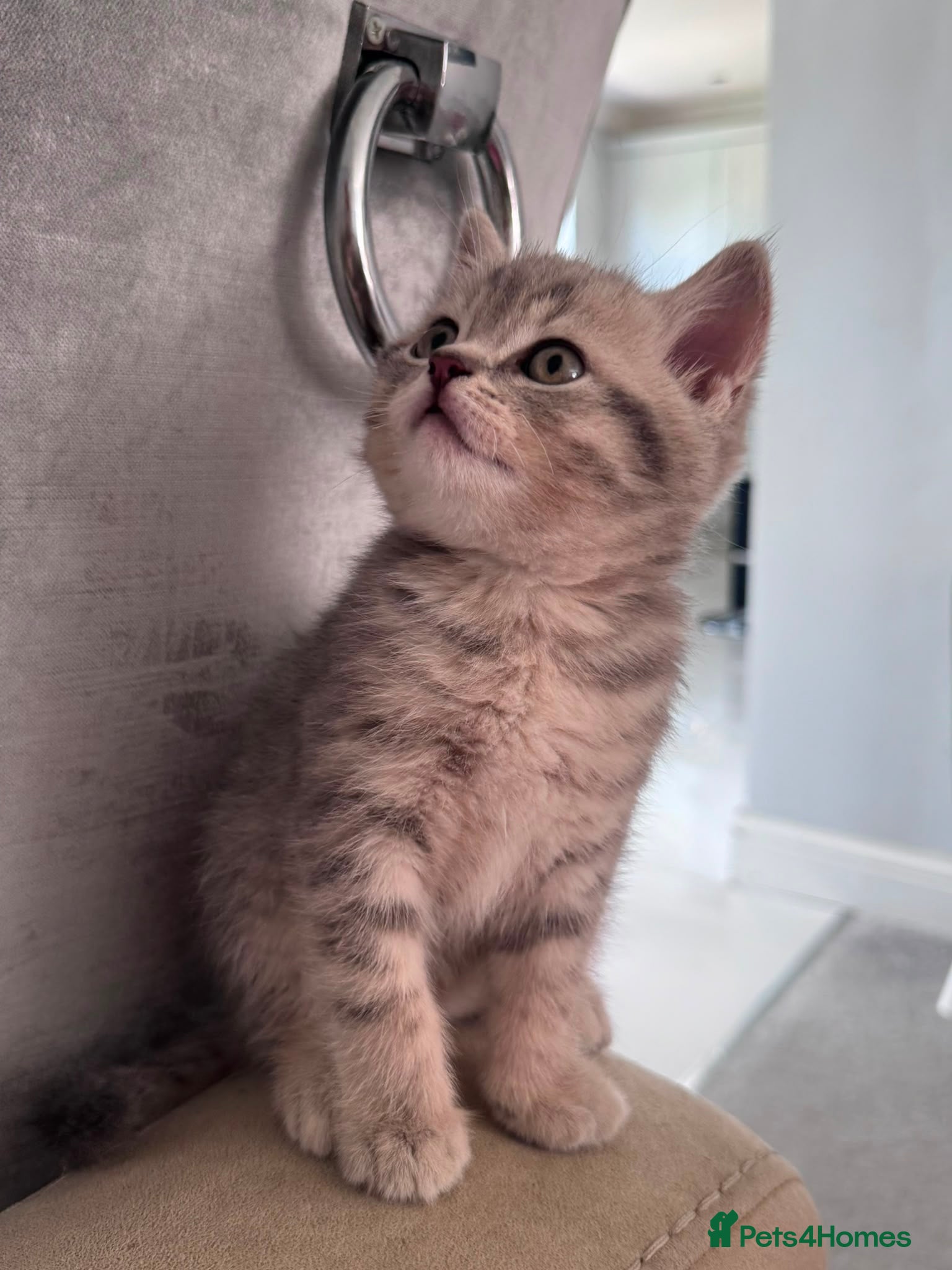 Scottish Fold cats Full Pedigree Beautiful Scottish Fold Kittens tica - Advert 2