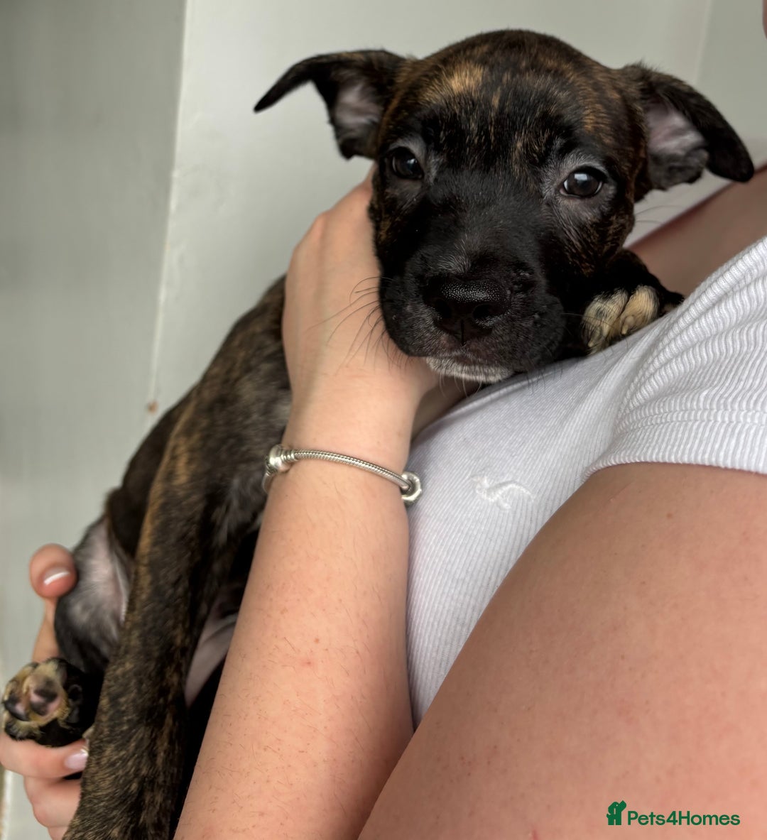 Mixed Breed dogs for sale: American bulldog X Dutch shepherd  - Image 1