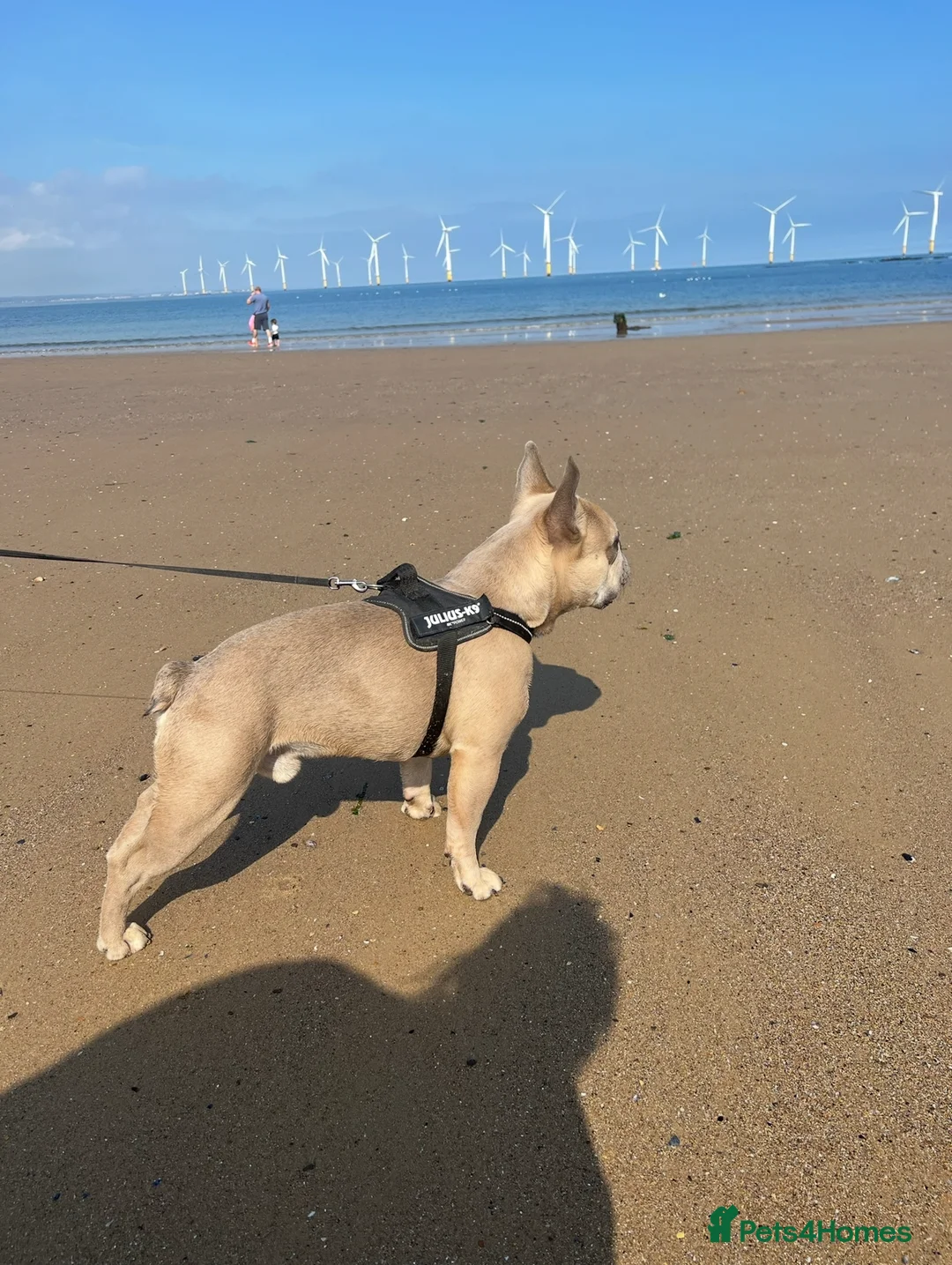 French Bulldog dogs for sale: French bull dog 3 years old  - Advert 2