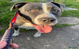 Mixed Breed dogs for sale: Mixed breed staffy for sale  - Image 7