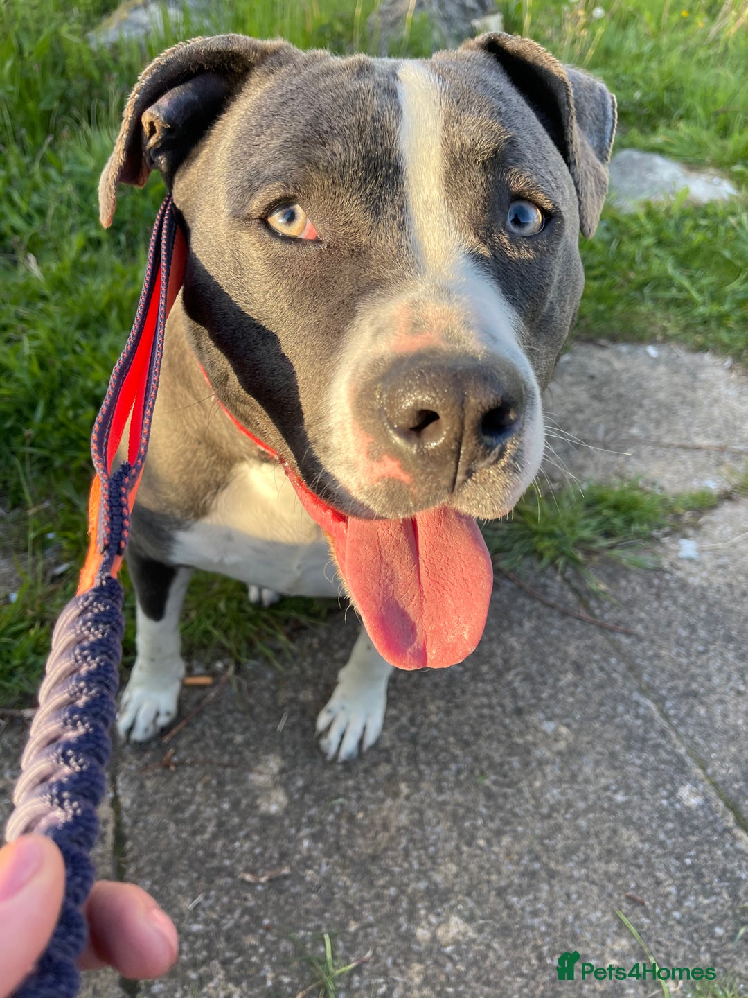 Mixed Breed dogs for sale: Mixed breed staffy for sale  - Image 7