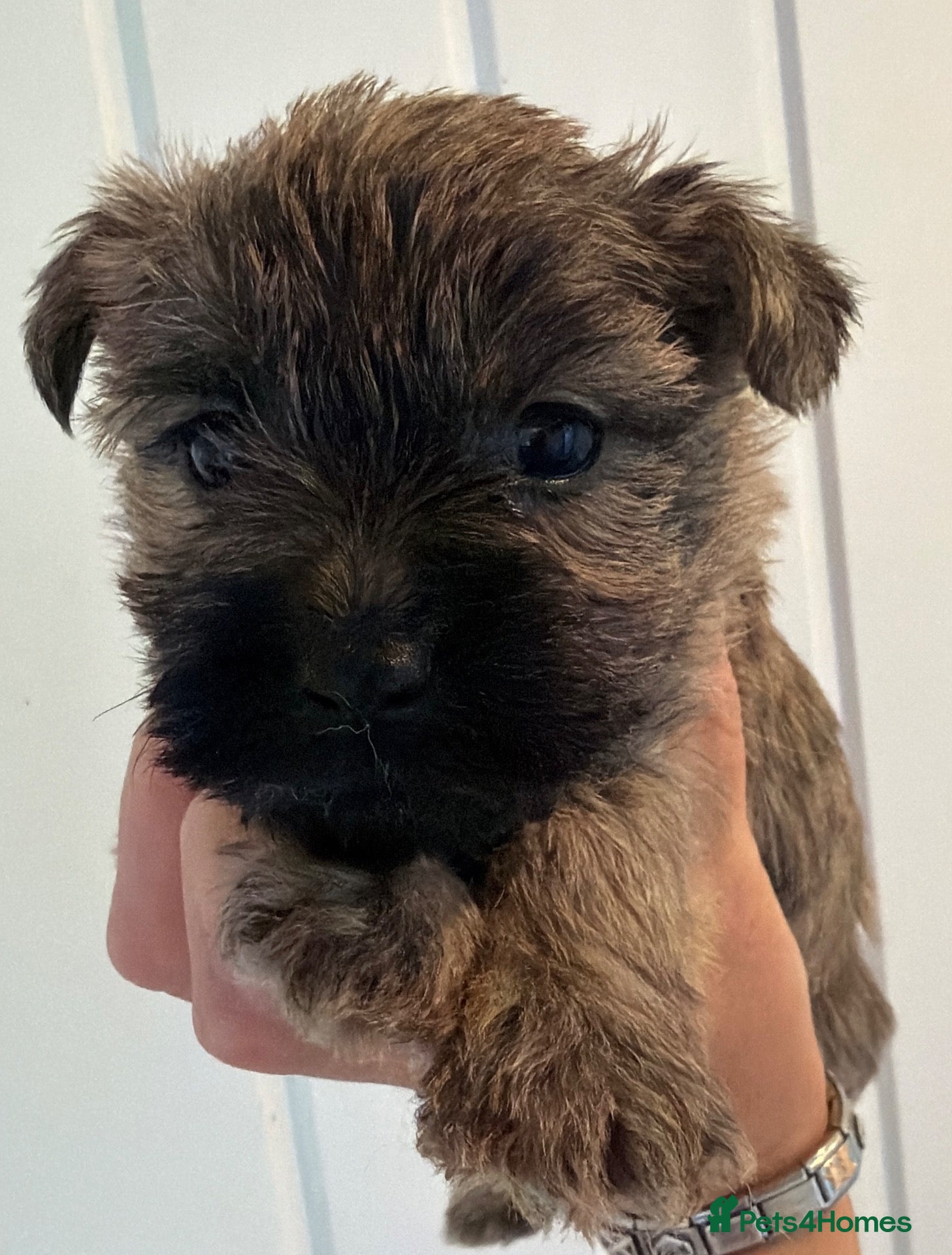 Cairn Terrier dogs Beautiful cairn terrier puppies  - Advert 15