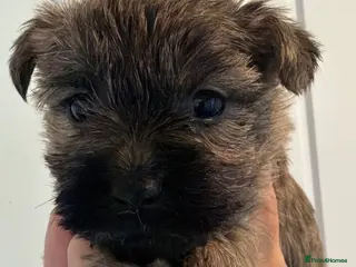 Cairn Terrier dogs Beautiful cairn terrier puppies - Advert 15