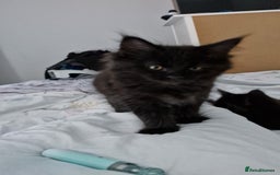 Maine Coon cats for sale: Maincoon x ragdoll  - Image 15