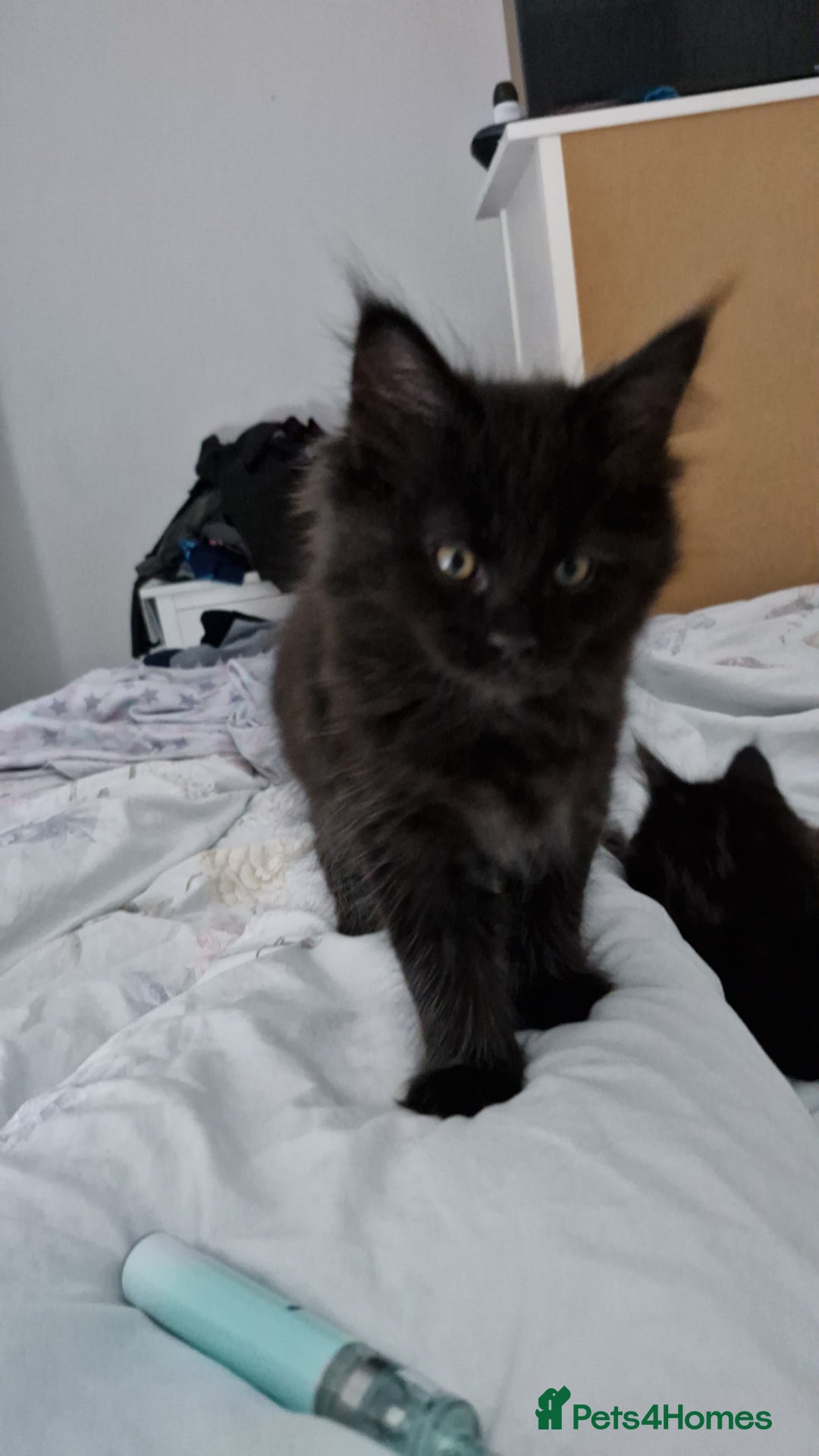 Maine Coon cats for sale: Maincoon x ragdoll  - Image 15
