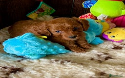 Cavapoo dogs for sale: Outstanding Red F1 cavapoo puppies H/C DNA CLEAR - Image 19