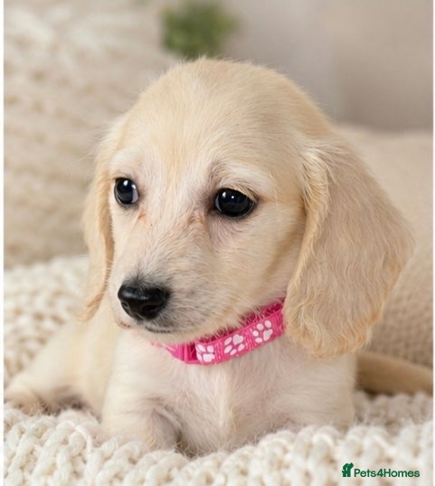 Miniature Dachshund dogs 1 KC Registered Cream Mini Girl - Advert 1