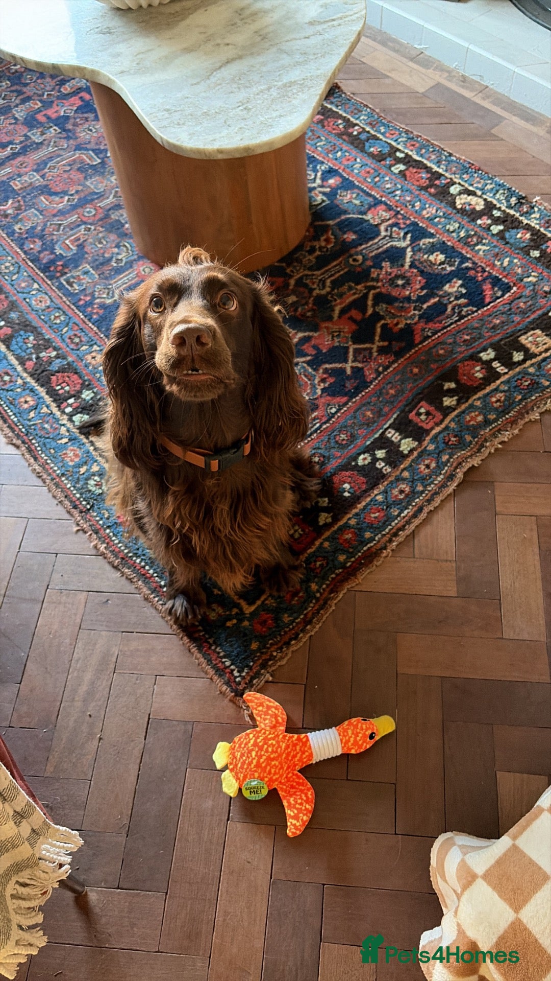 Sprocker dogs Gorgeous Chocolate Cocker Spaniel Puppies - Advert 14
