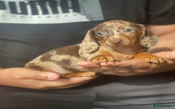 Miniature Dachshund dogs for sale: Miniature Dachshund Puppies  - Image 2