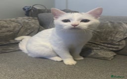 British Shorthair cats for sale: 2 male kittens - Image 1