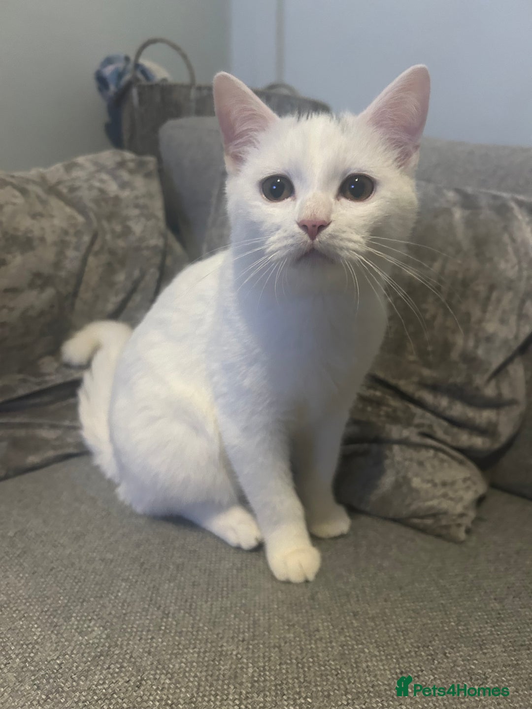 British Shorthair cats for sale: 2 male kittens - Image 1