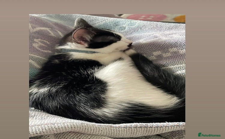 Mixed Breed cats - Advert 6