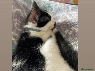 Mixed Breed cats for sale - Advert 1