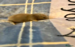 Mini Lion Lop rabbits for sale: Gorgeous lion lop babies  - Image 3