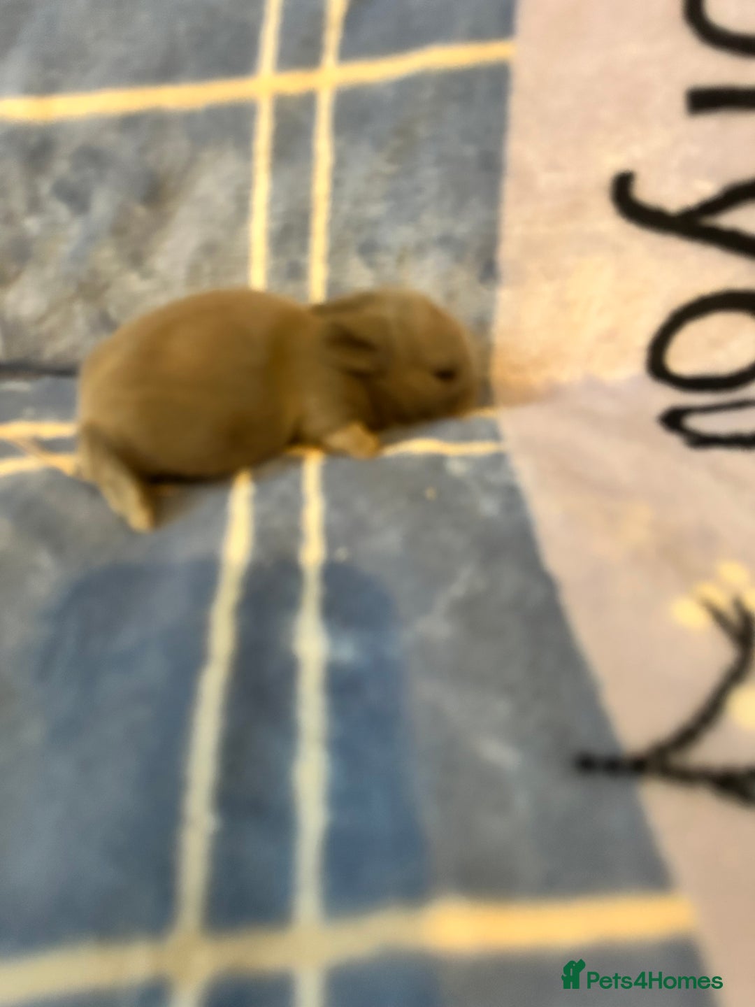 Mini Lion Lop rabbits for sale: Gorgeous lion lop babies  - Image 3