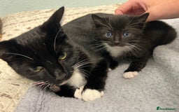 Mixed Breed cats for sale: 3 friendly kittens for sale - Image 20