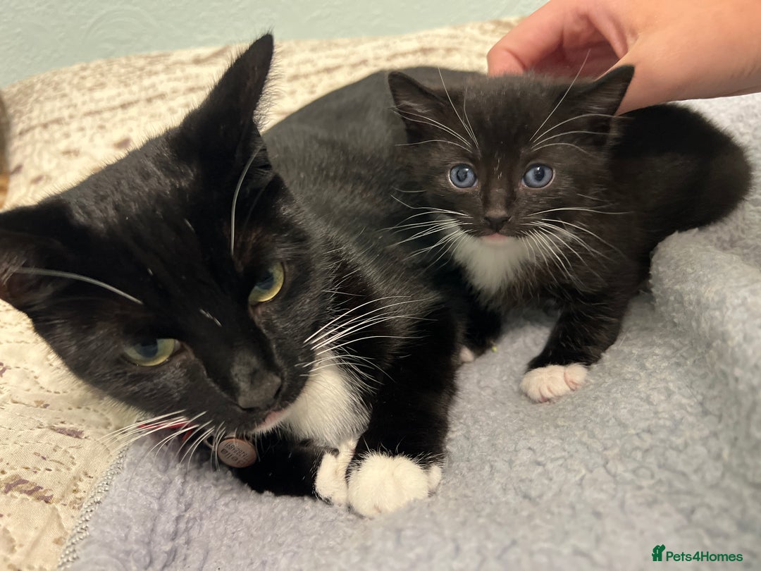 Mixed Breed cats for sale: 3 friendly kittens for sale - Image 20