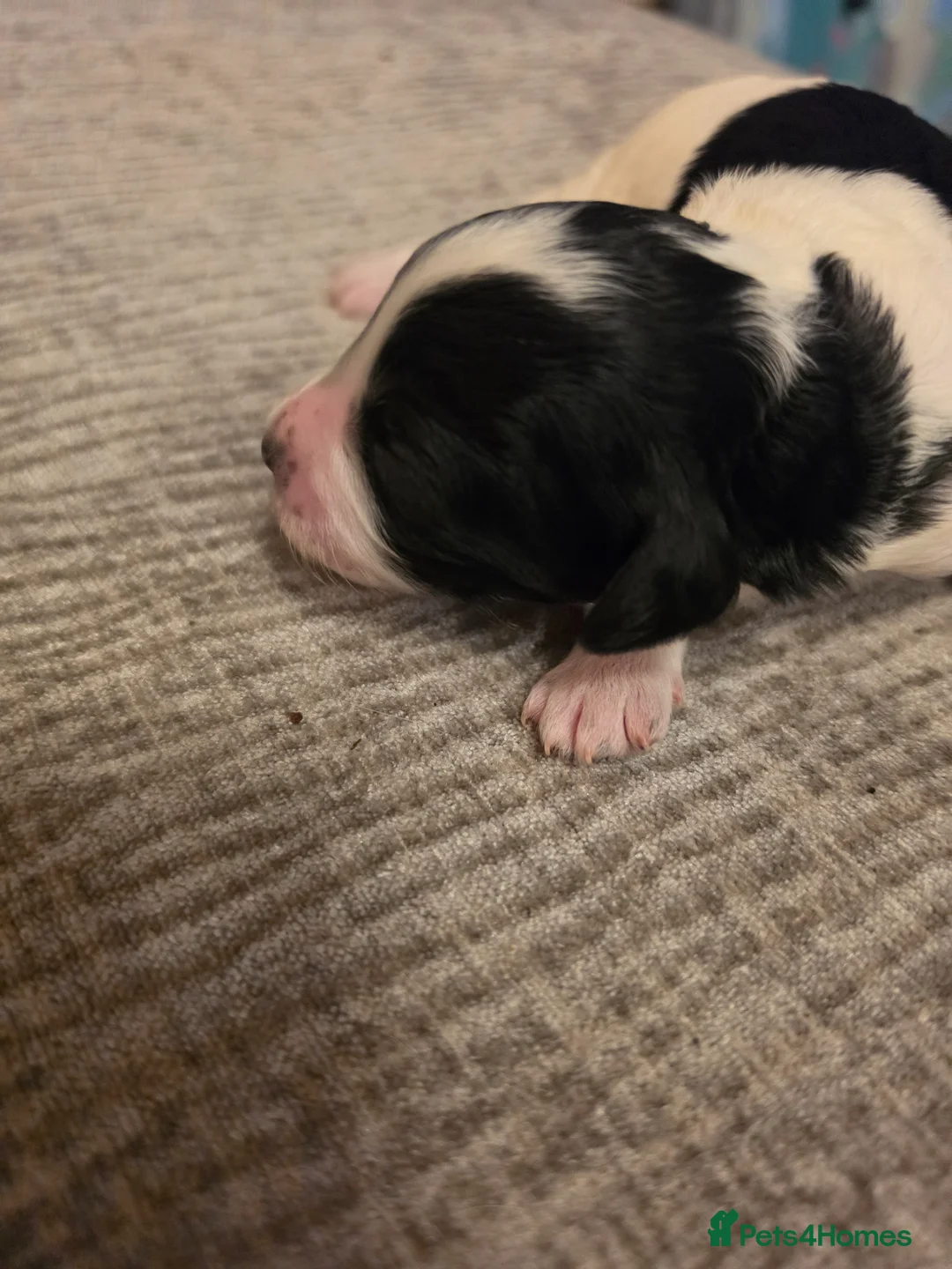 Cavapoo dogs for sale: F1BB Cavapoos - Advert 30