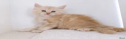 Maine Coon cats for sale: DNA health tested Maine coon kittens  - Advert 8