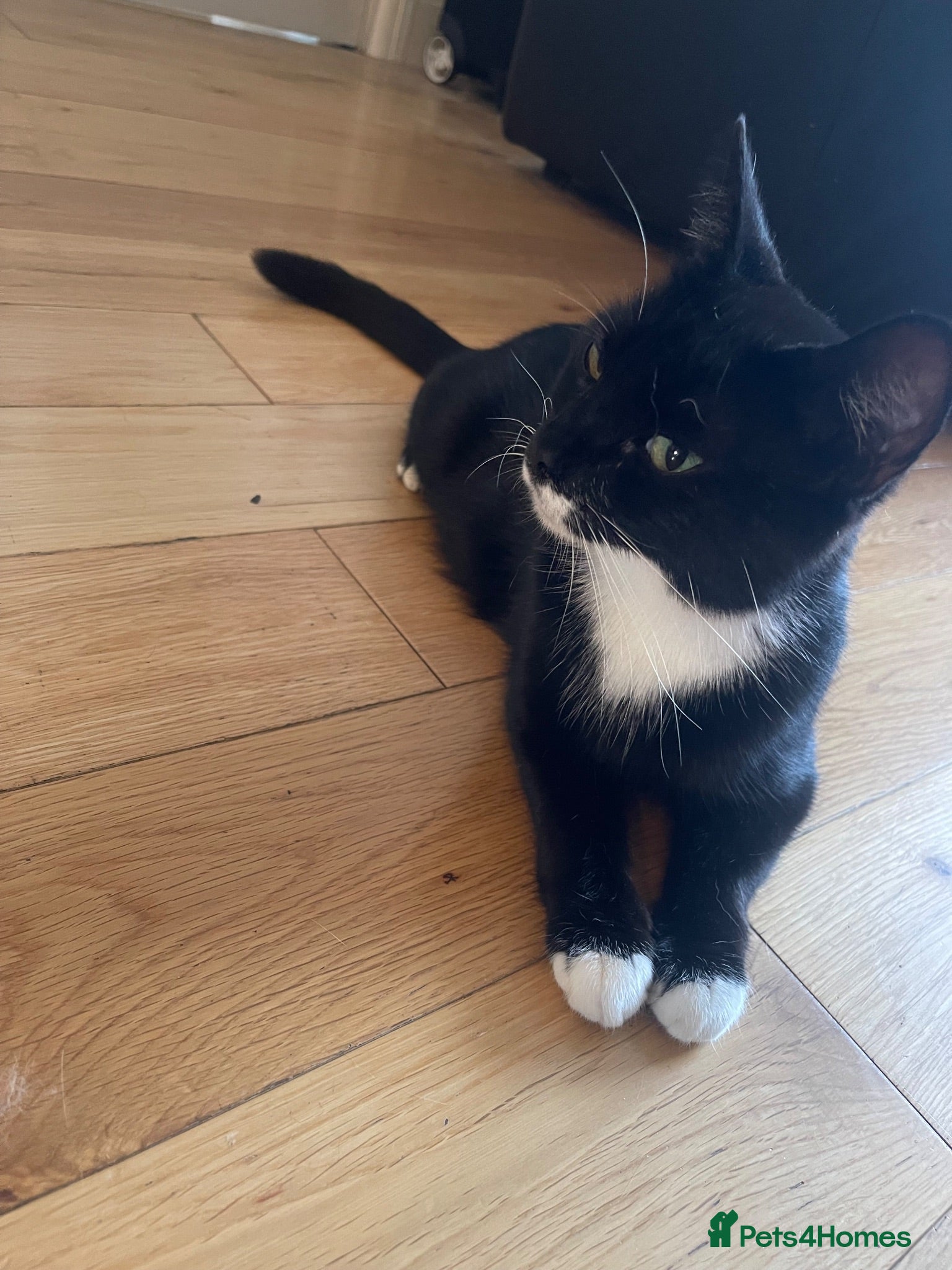 Domestic Shorthair cats Daisy  - Advert 1