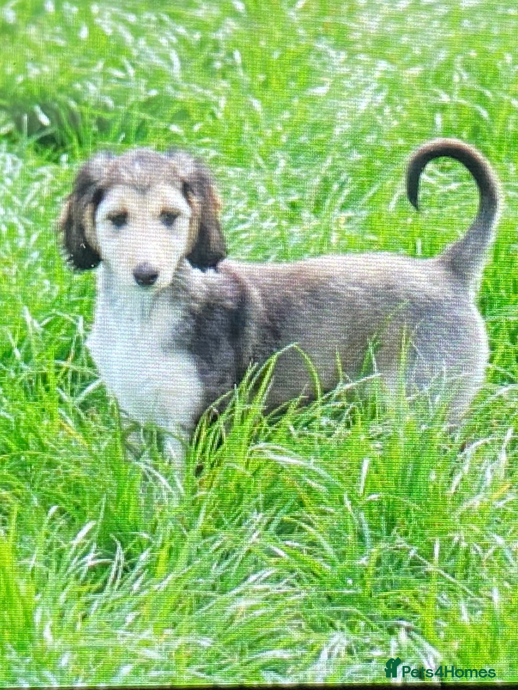 Afghan Hound dogs for sale: Beautiful female domino puppy  - Advert 6