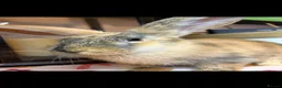 Continental Giant rabbits for sale: Stunning continental giant baby bunny rabbits - Advert 34